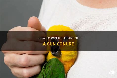 How To Win The Heart Of A Sun Conure Petshun