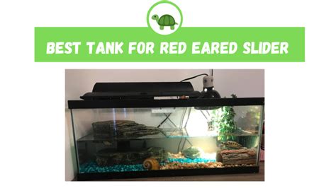 The Best Red Eared Slider Tank In The World Turtleholic