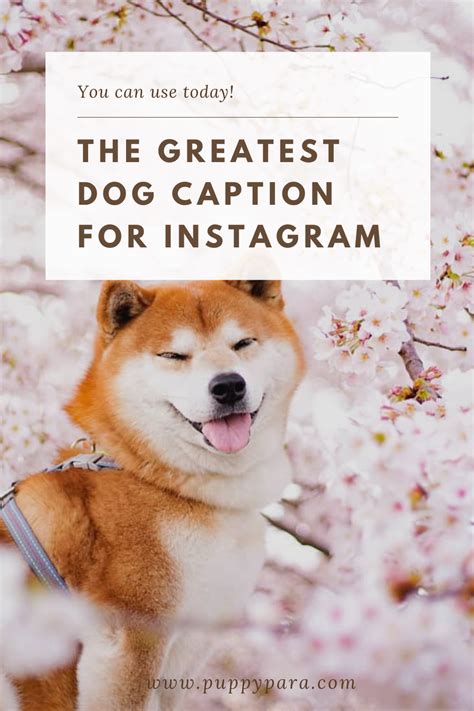 100 Beautiful Dog Captions For Instagram Artofit