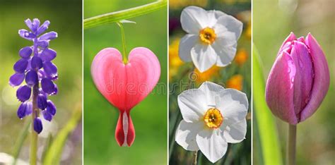 Collage Des Fleurs De Fleur De Ressort Roses Et Blanches Photo Stock