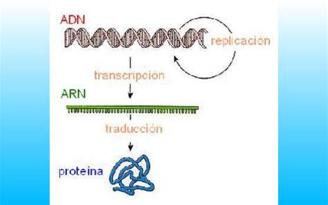 PROCESO DE REPLICACIÓN TRANSCRIPCIÓN Y TRADUCCIÓN by eduardo eduardo