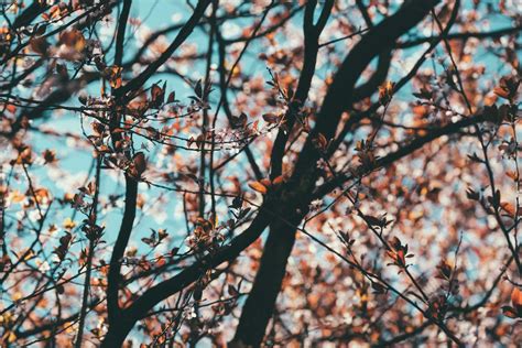 White Cherry Blossom Tree · Free Stock Photo