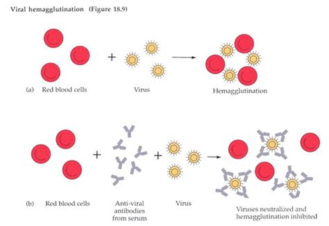 Viral Pathogenesis Flashcards Quizlet