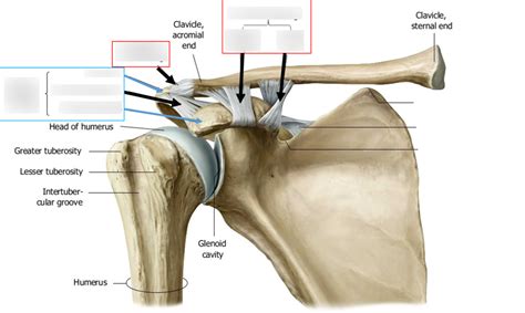 Acromioclavicular Joint Diagram Quizlet