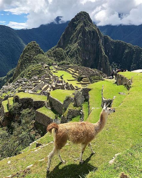 Machu Picchu Peru E Esta Lhama De Modelo As Ru Nas De Macchu