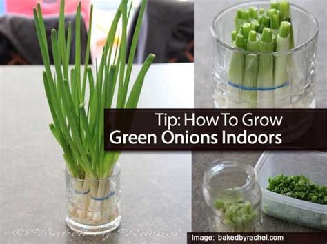 Growing Onions Indoors The Gardening Cook Indoor Onions Gardening