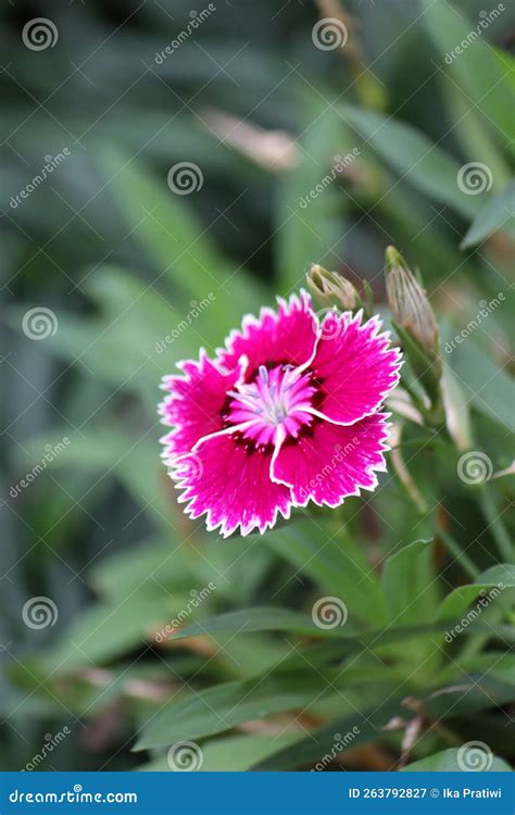 White-pink Gradations of Clavel Plant Flower (Dianthus Caryophyllus) on ...