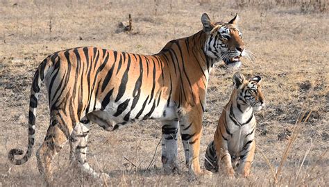 India: Tiger Trails | Bestway Tours & Safaris