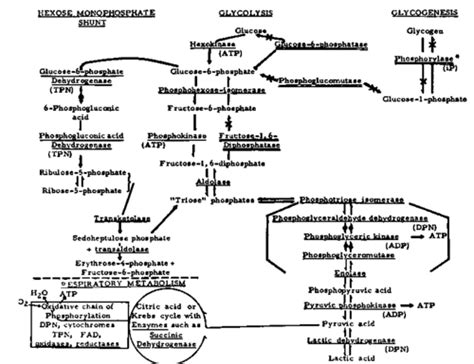 3. Carbohydrate Metabolism