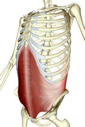 Lower Back Pain And The Involvement Of The Transverse Abdominals