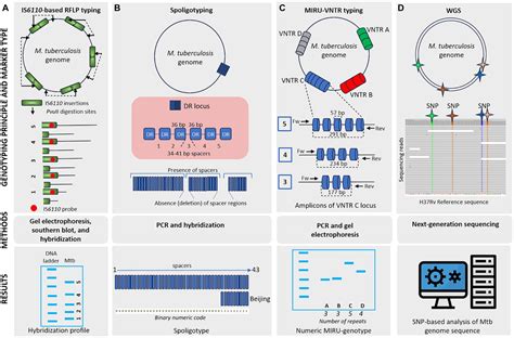 Frontiers Genetic Diversity Evolution And Drug Resistance Of