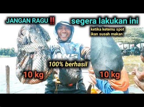 Segera Gunakan Tehnik Mancing Ini Ketika Ikan Nila Susah Makan YouTube