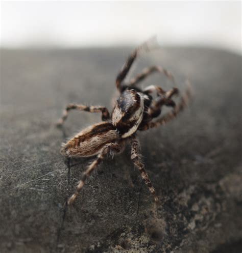 Jumping Spider Salticidae Miriam Vale Qld Australia A Flickr