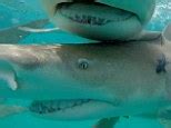 Behind The Scenes Woman Goes Naked With Sharks To Save Them Daily Mail Online