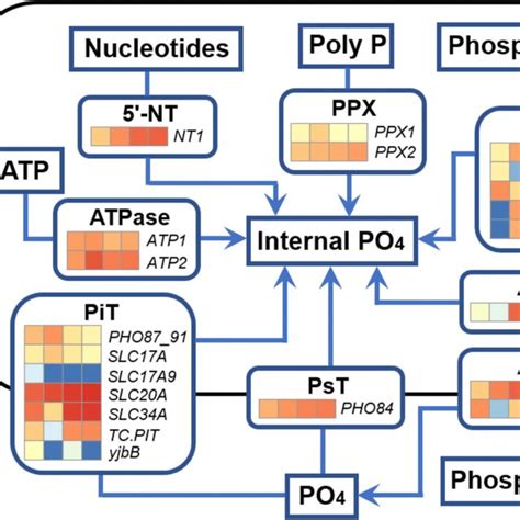 Molecular Mechanisms Of Phosphorus Uptake And Metabolism The Colored