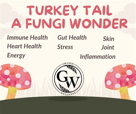 "Turkey Tail: 10 Fantastic Benefits of This Fungi Wonder!