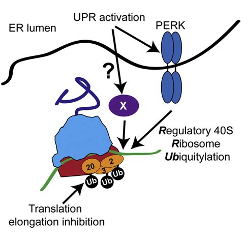 The Unfolded Protein Response Triggers Site Specific Regulatory