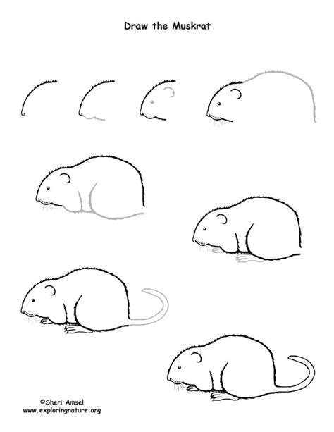 Muskrat Drawing Lesson