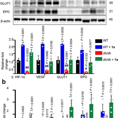 Complex A Mg Ml Activates Gene Expression Regulated By Hif