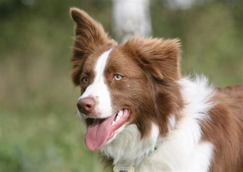 What Rank Of Intelligence Is A Border Collie