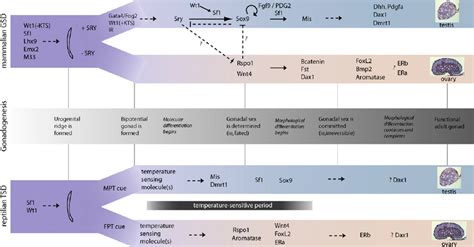 Genetic Events Underlying Gonad Determination And Differentiation In