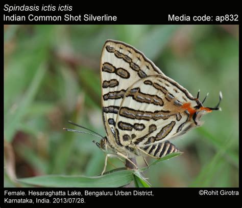 Cigaritis Ictis Hewitson 1865 Common Shot Silverline Butterfly