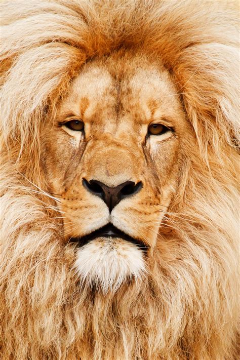 Lion Portrait Free Stock Photo - Public Domain Pictures