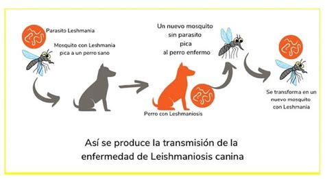 Tres Claves Sobre La Leishmaniasis S Ntomas En Perros Contagio A