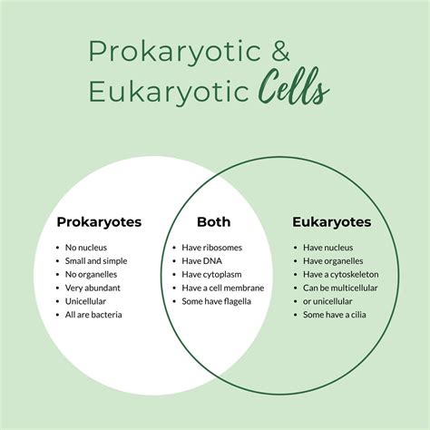 Prokaryotic And Eukaryotic Venn Diagram Prokaryotic And Euka