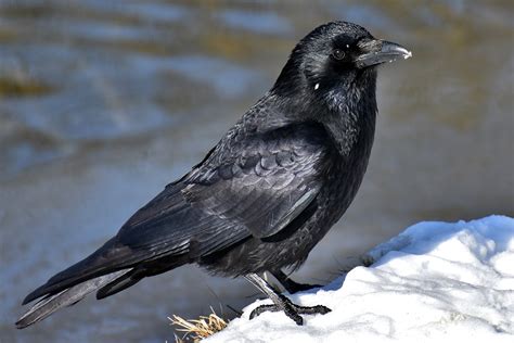 Free Crow Images Pixabay