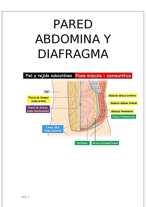 Capas Anat Micas De La Pared Abdominal