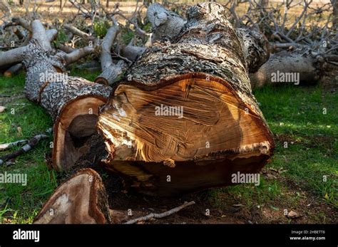 Cortar árboles Troncos aserrados tumbados en la hierba Limpiar el