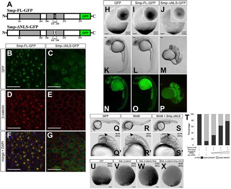 Nuclear localization of β catenin requires the Smp nuclear localization