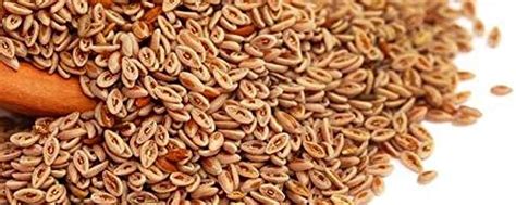 Psyllium Seeds Jgspices