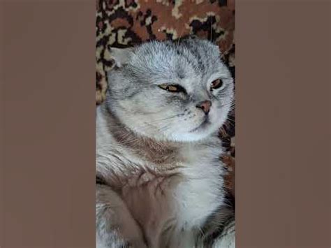 Котейка кайфуша## - YouTube