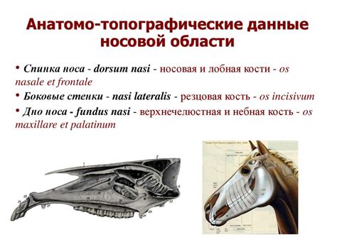 Топографическая анатомия и операции в области головы у животных ...