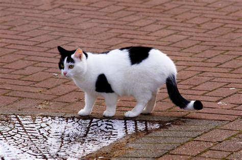 kucing perempuan domestik foto gratis  pixabay pixabay
