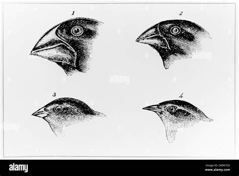 Galapagos finches. Historical artwork of the heads of Galapagos finches ...