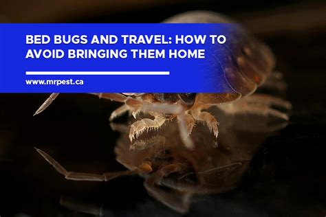 Bed Bugs And Travel How To Avoid Bringing Them Home Mr Pest Control