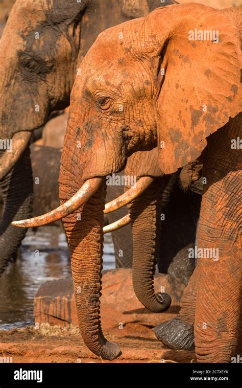 Tsavo Wildlife Water Hole Hi Res Stock Photography And Images Alamy