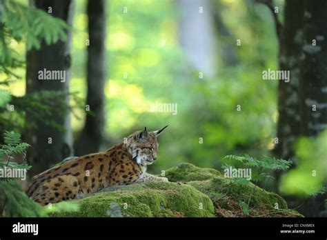 Eurasian Lynx Lynx Lynx Resting On A Mossy Rock In A Forest Germany