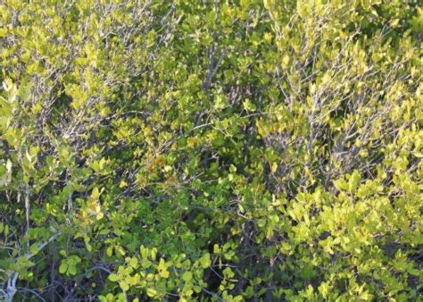 Australian Coastal Plants - Euphorbiaceae