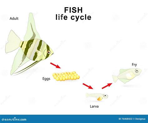 Cycle De Vie De Poissons Illustration De Vecteur Illustration Du