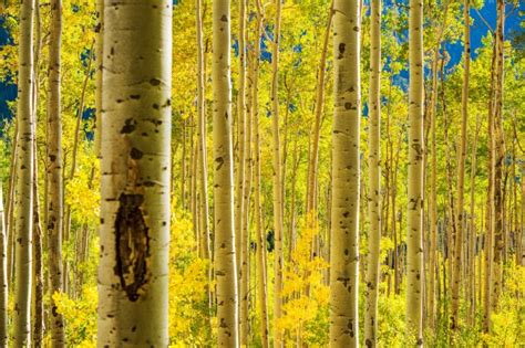 Aspen Tree Vector at Vectorified.com | Collection of Aspen Tree Vector ...