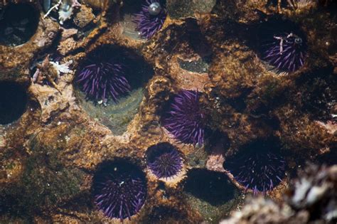 Purple Sea Urchin | California Sea Grant