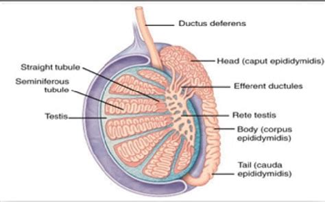 Comma Shaped Structure Epididymis Attached To The Dorsal Surface Of The Download Scientific