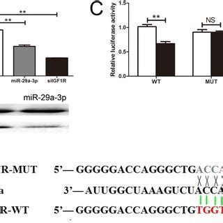 Igf R Was A Direct Target Gene Of Mir A P A The Relative