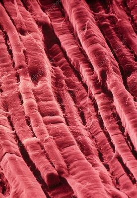 False Col SEM Of Surface Of Cooked Roast Beef Stock Image H110 0236