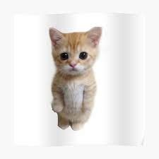 Standing Cat Meme Posters for Sale | Смешные фото кошек, Милые котики ...