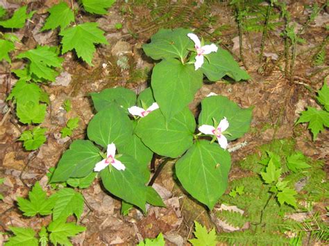 Trillium undulatum (Painted Lady, Painted Trillium, Smiling Wake Robin ...